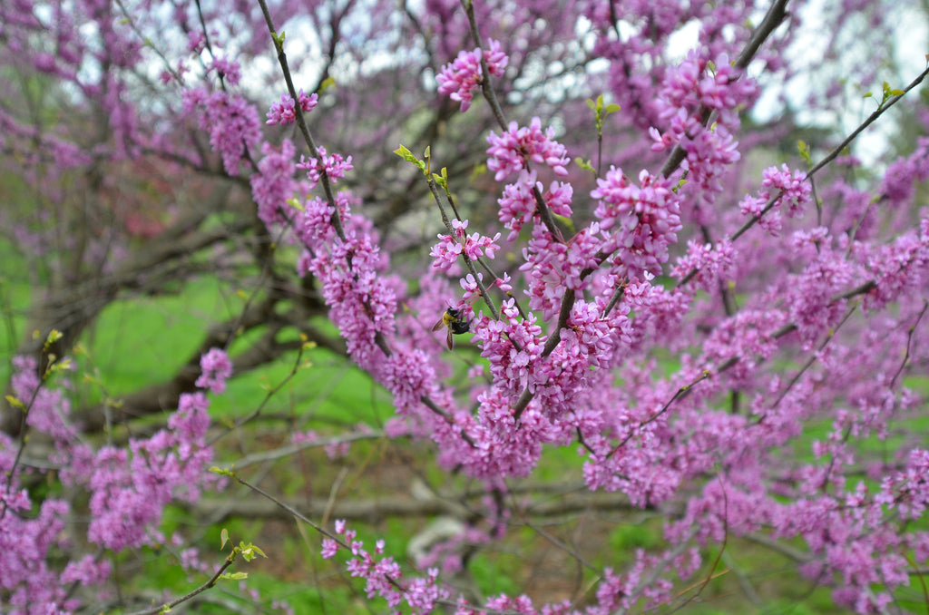 Alan Watts - The Art Of Meditation.