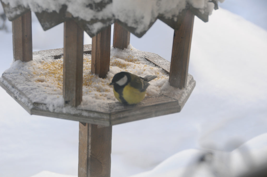 Лирика. Александр Супранович.